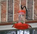 Feeding hummingbirds