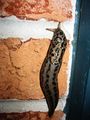 Great Grey Slug pictured in مريلاند, USA