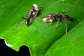 Bullet ants have an extremely painful sting