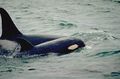 Orca mother calf.JPG