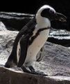 Penguin.jackass.arp.500pix.jpg