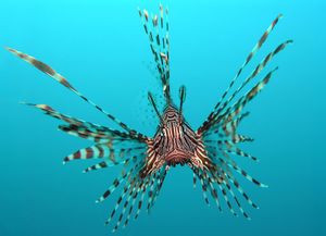 The ornate lionfish as seen from a head on view