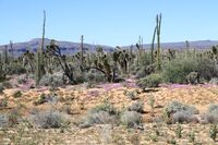 Valle de los Cirios - panoramio (1).jpg