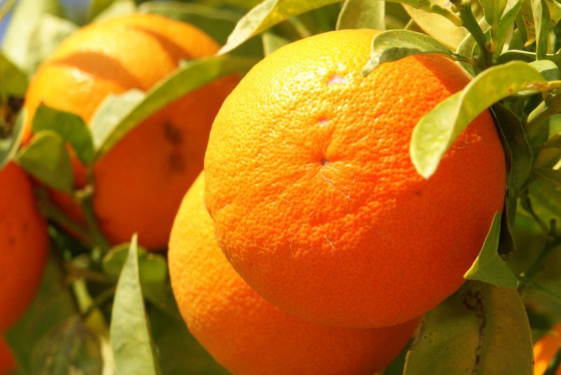 ملف:„Orange Frucht fruit Cyprus PICT8063.JPG