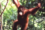 Photograph of an orangutan amid a forest.