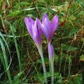 Colchicum autumnale Luc Viatour.jpg