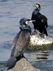 Great cormorants at the Tama river.JPG
