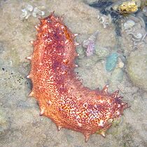 Sea cucumbers filter feed on plankton and suspended solids