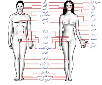 Human body features ar.jpg