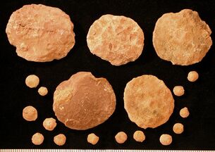 Fossil nummulitid forams of various sizes from the Eocene
