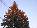 Blue spruce with pine cones
