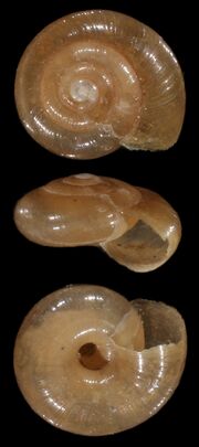 Zonitoides nitidus shell.jpg