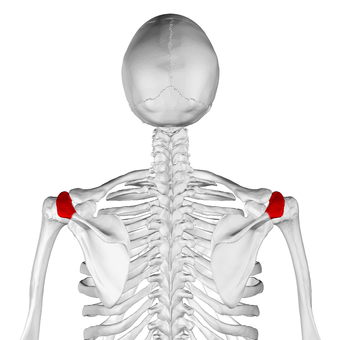 Acromion of scapula06.png