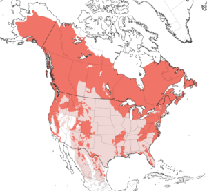Ursus americanus IUCN range map extant and extirpated.png