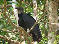Black Vulture, Costa Rica.jpg