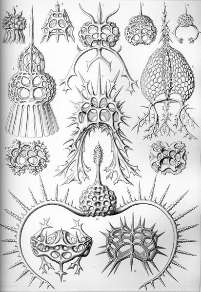 ملف:Haeckel Spyroidea.jpg