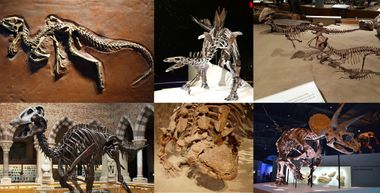 Ornithischia Diversity.jpg