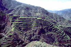 مصاطب الأرز في باناوه، محافظة إيفوگاو، الفلبين