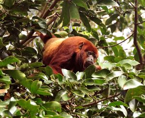 Ursine howler monkey (Alouatta seniculus arctoide).jpg
