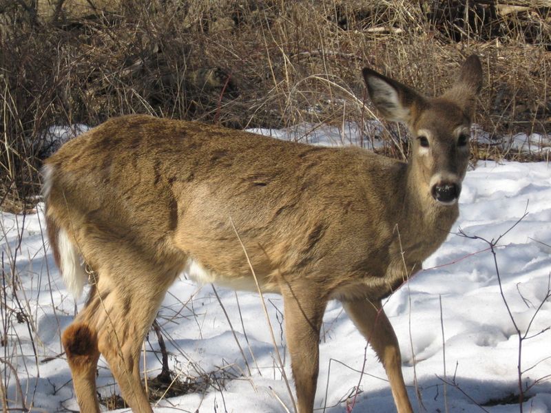 ملف:White-tail deer.jpg