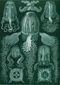 Box jellyfish (Cubomedusae)