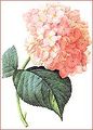 Hydrangea sp. painted by the botanical artist Redouté.