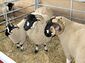 Lonk ram, ewe and lamb.jpg