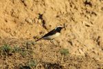 Variable Wheatear (Oenanthe picata) (8079438083).jpg