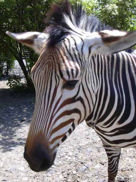 ملف:Zoo UL, Hartmann's mountain zebra.jpg