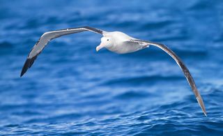 Albatrosses range over huge areas of ocean and regularly circle the globe.