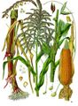 Illustration depicting both staminate and pistillate flowers of maize (Zea mays)