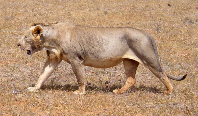 ملف:Maneless lion from Tsavo East National Park.png