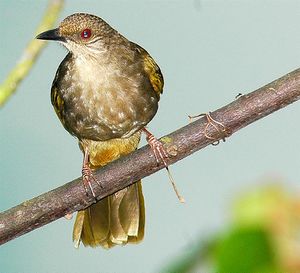 Olive-winged Bulbul.jpg