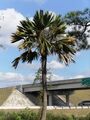 S. palmetto 'Lisa' in Fort Myers, Florida