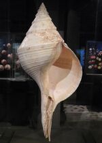 The sea snail Syrinx aruanus has the largest shell of any living gastropod