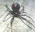 Female black widow showing mouthparts.