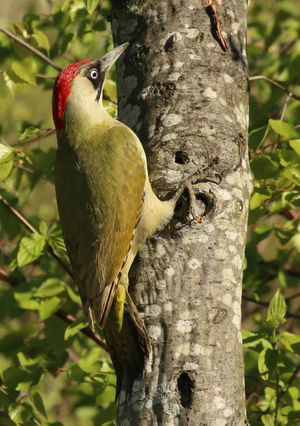 European green woodpecker (Picus viridis) female Barnes.jpg