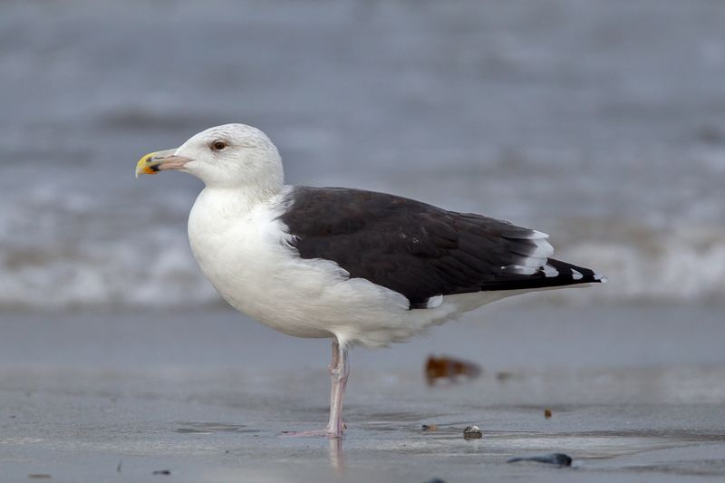 ملف:Great black-backed gull Larus marinus fourth-winter.jpg