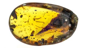 Head of tiny dinosaur found trapped in amber.jpg