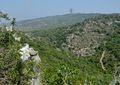 Lilium candidum على جبل الكرمل