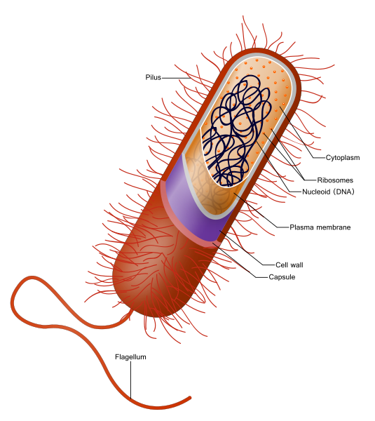 ملف:Prokaryote cell.svg