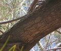 Acacia aneura Bark