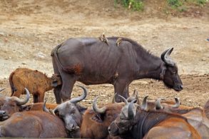 عجل عمره أسبوعين يرضع أوغندا