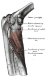 The Supinator. Posterior view.