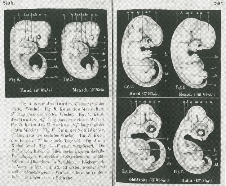 ملف:Haeckel-embryos-weeks4-6.jpg