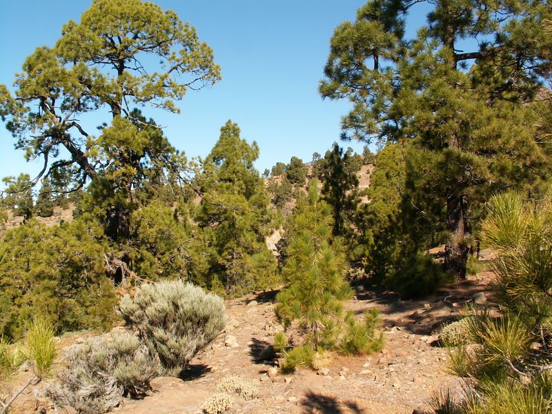 ملف:Pinus canariensis PICT3076.jpg