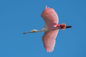 Roseate spoonbill at Sian Ka'an Biosphere Reserve, Mexico