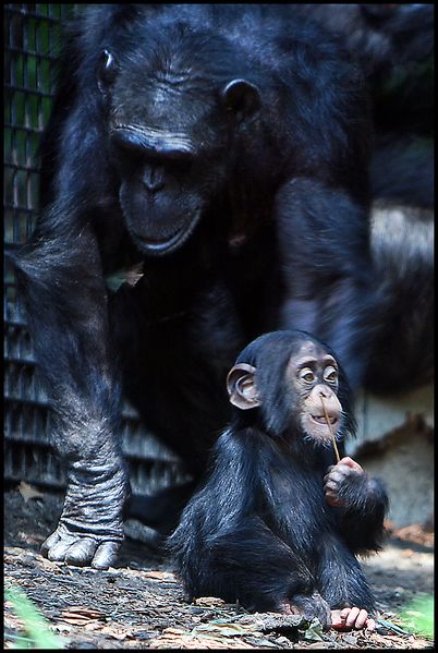 ملف:Chimpanzee mom and baby.jpg