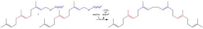 Cholesterol-Synthesis-Reaction10.png