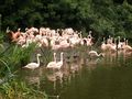 Flamingos at Dublin Zoo.